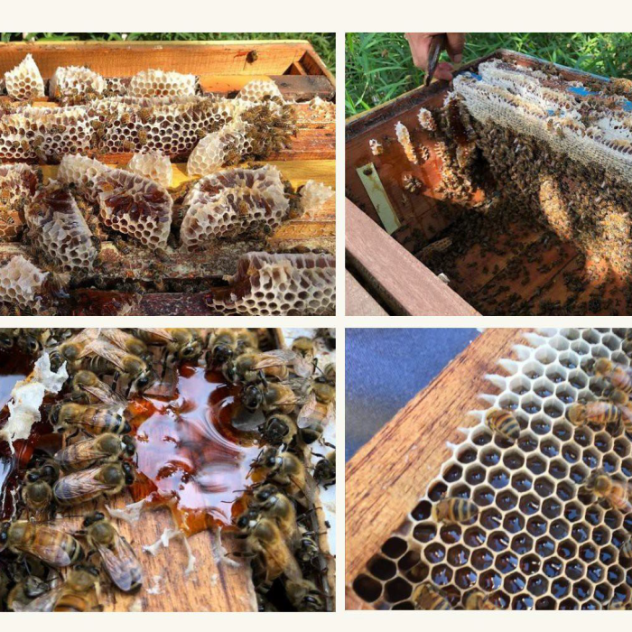 Gudang Madu Sumatera