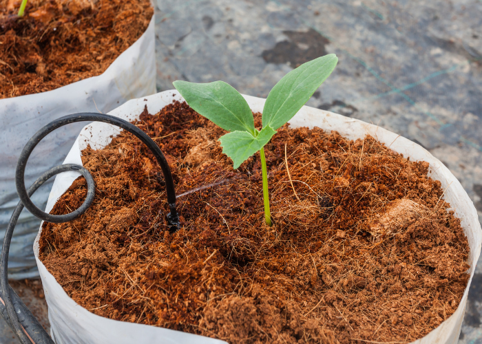 Yorindo Sejahtera Bersama