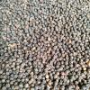 Black Pepper - PT. Denatons Global Indonesia