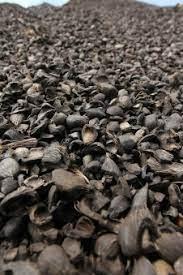 Palm Kernel Shells