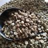 Robusta coffee beans