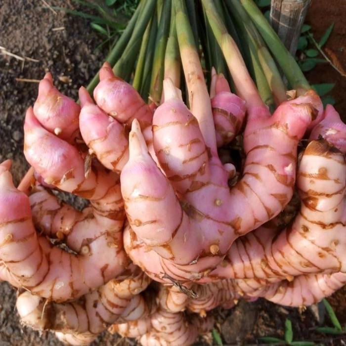 Galangal