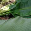 Klutuk Banana Leaves - PT Sumber Air Hidup Sentosa