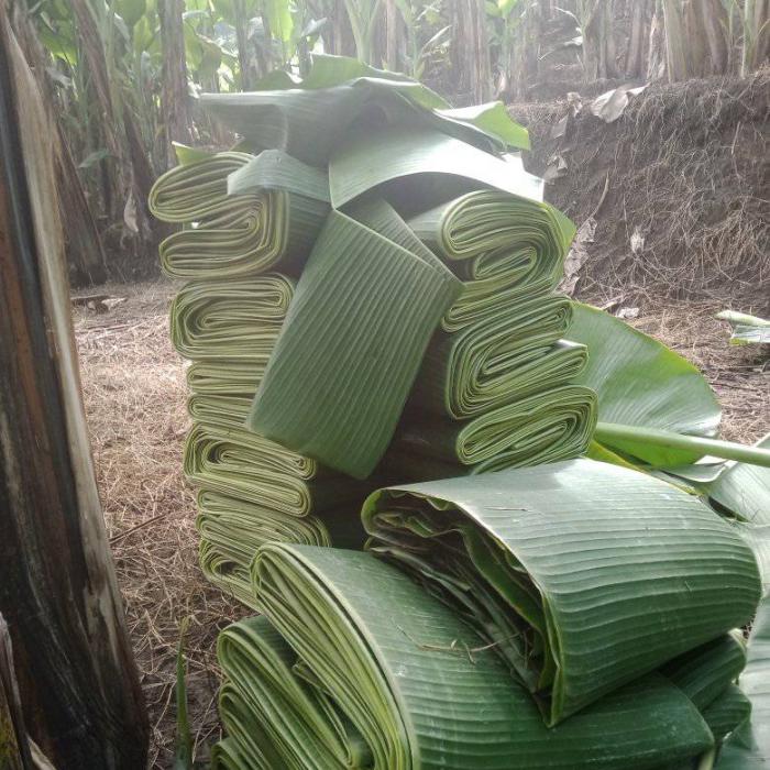 Klutuk Banana Leaves - PT Sumber Air Hidup Sentosa